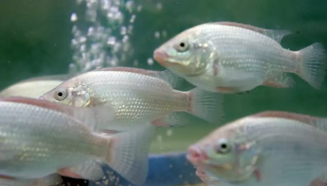 This young Nile tilapia can grow big on fermented rapeseed meal from biodiesel production, if the scientists from the Aquaculture Protein Center succeed. (Photo: Håkon Sparre, UMB)