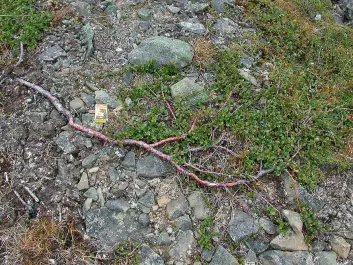 Dwarf birch (Betula nana) will fare well in a warmer climate, according to the new study. (Photo: Bjørn Erik Sandbakk/Svalbardflora.net)