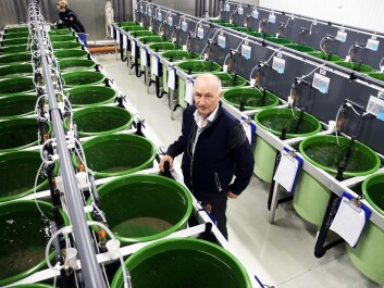 In this plant, scientists breed the tiny fish to make them more and more insatiable for lice. Atle Mortensen leads the research to find the best lice eaters. Photo: Rune Stoltz Bertinussen / Krysspress In this plant, scientists breed the tiny fish to make them more and more insatiable for lice. Atle Mortensen leads the research to find the best lice eaters. Photo: Rune Stoltz Bertinussen / Krysspress