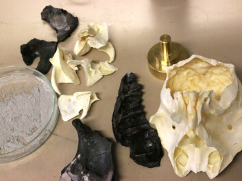 A calf’s head is a key ingredient when determining precious metal content. (Photo: Idun Haugan, NTNU) A calf’s head is a key ingredient when determining precious metal content. (Photo: Idun Haugan, NTNU)