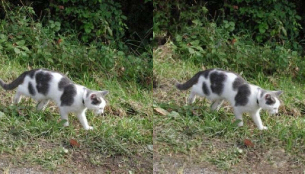 No, they’re not the same. The picture on the left is the original. (Photo: Steven Le Moan, NTNU) No, they’re not the same. The picture on the left is the original. (Photo: Steven Le Moan, NTNU)