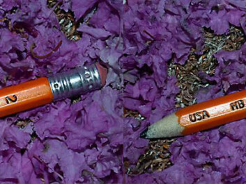 A photo of a pencil before and after manipulation. Can you spot the differences? (Photo: Steven Le Moan, NTNU) A photo of a pencil before and after manipulation. Can you spot the differences? (Photo: Steven Le Moan, NTNU)