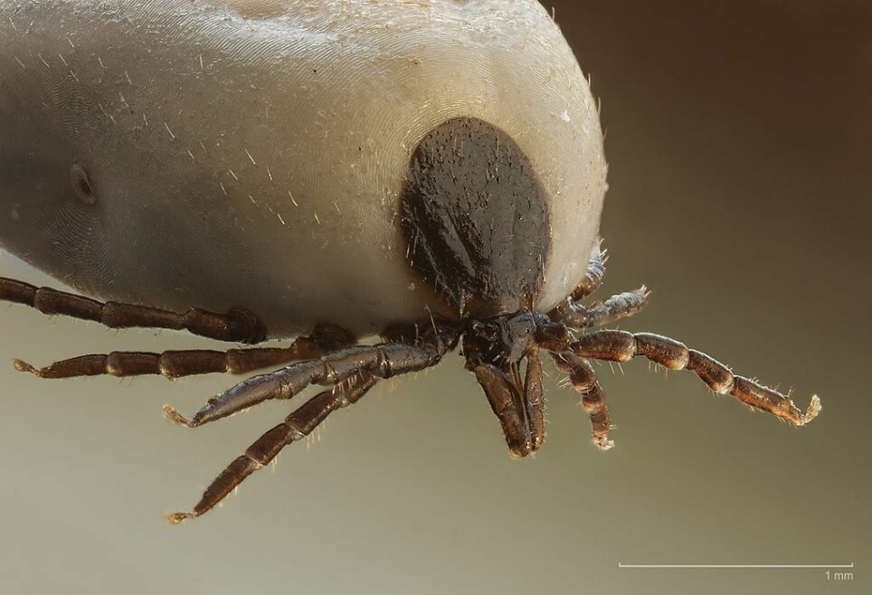 There are about nine hundred different species of ticks in the world. At least eleven of these have been found in Norway.