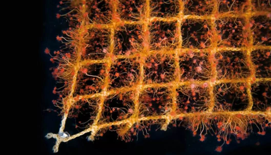 In Norwegian the hydroids are known as “spring flowers”, here they thrive on a fishing net. (Photo: SINTEF)