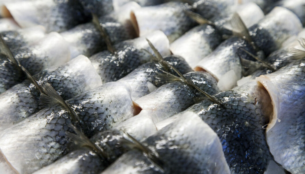 Herring filets ready to be consumed. (Photo: Colourbox) Herring filets ready to be consumed. (Photo: Colourbox)