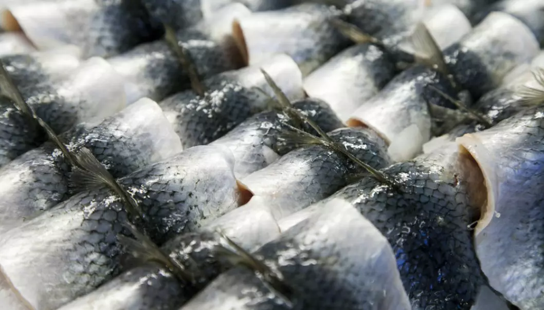 Herring filets ready to be consumed. (Photo: Colourbox)