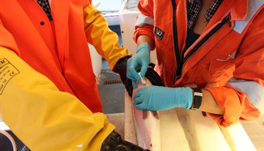 As darkness settles over the fishenclosures, the fish with large amounts of lice will migrate towards the deep, unlike their lice-free counterparts. Why? (Photo: IMR) As darkness settles over the fishenclosures, the fish with large amounts of lice will migrate towards the deep, unlike their lice-free counterparts. Why? (Photo: IMR)