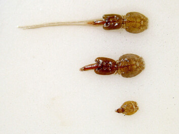 Salmon lice. (Photo: Thomas Bjørkan/wikimedia commons) Salmon lice. (Photo: Thomas Bjørkan/wikimedia commons)
