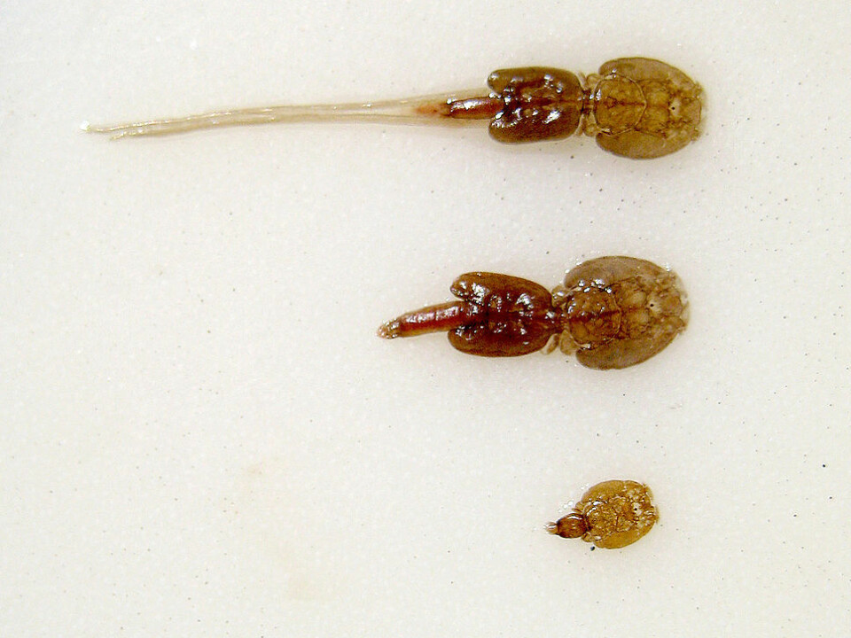Salmon lice. (Photo: Thomas Bjørkan/wikimedia commons)