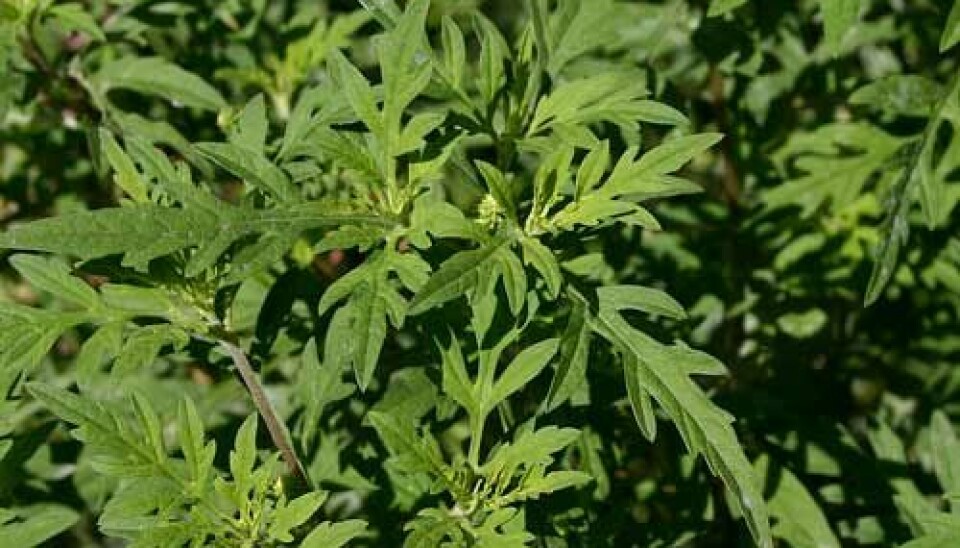 Ragweed most likely was spread in North America along with settlers who got it right on the bandwagon when they cut down forests to create farmland in large scale. (Photo: Sue Sweeney/Wikimedia commons)