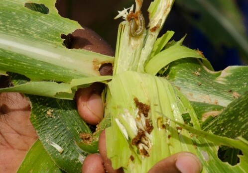 These bugs are a huge threat to crops in West Africa