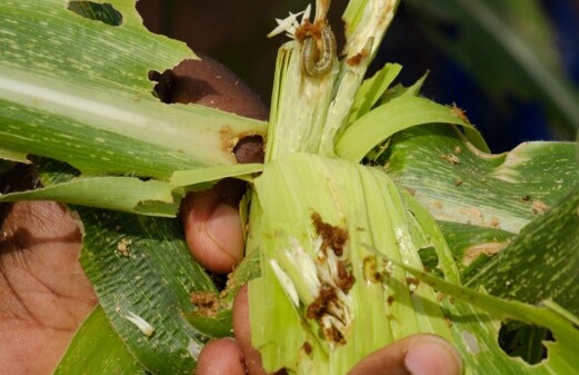 These bugs are a huge threat to crops in West Africa