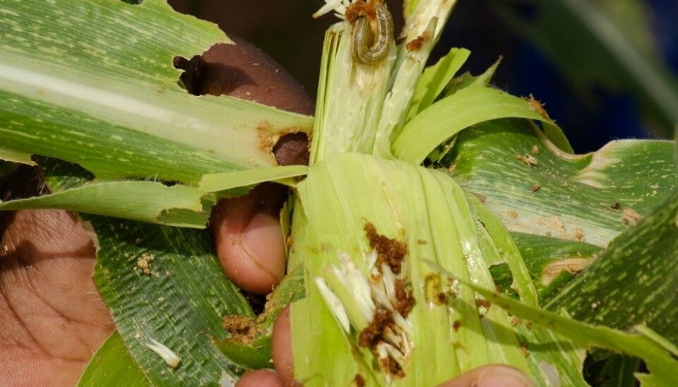 This larvae is a huge problem for crops in West Africa. (Photo: Ragnar Våga Pedersen)