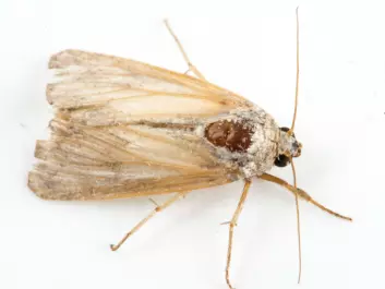 This is what the Fall armyworm moth looks like(Photo: Erling Fløistad)