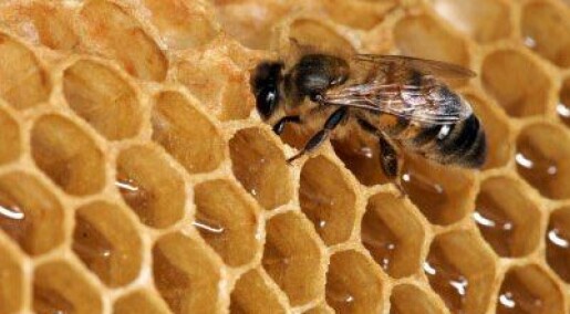 Honning fungerer på sår