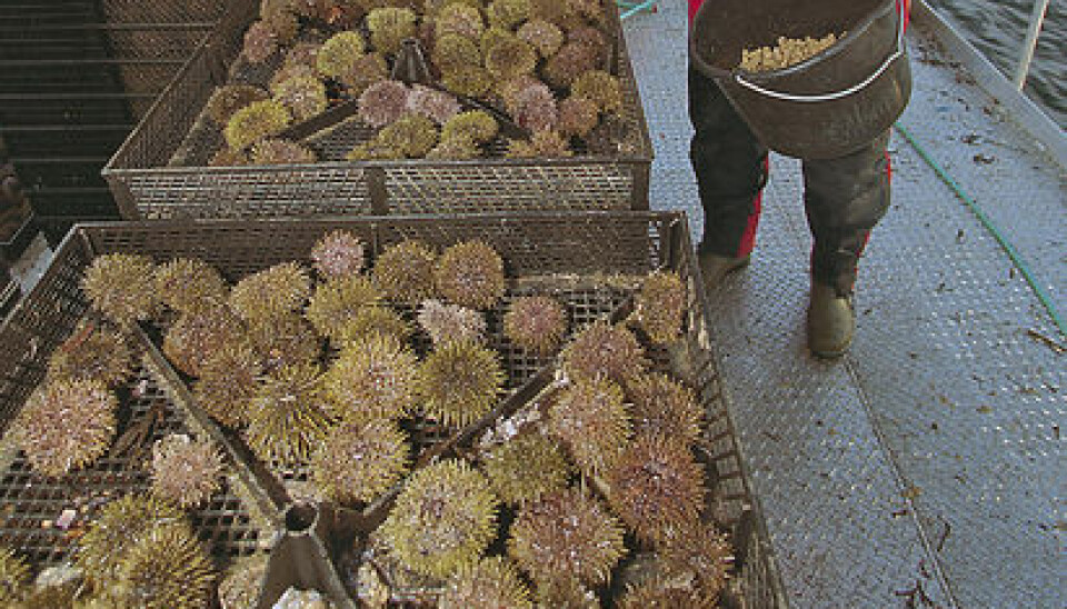 Sea urchins – an example of a little utilized marine resource. (Photo: Frank Gregersen/Nofima)