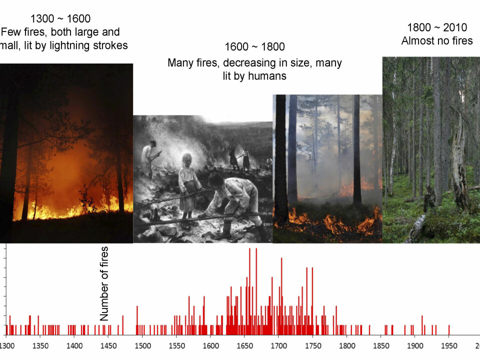 The forest scientists collected wooden samples from old, burned pine trees and stumps and analyzed their tree rings in order to map forest fires from 1300 onwards. The oldest forest fires were from before the Black Death (1350). (Photo credits: Erik Holand, Ken Olaf Storaunet, NIBIO, and Jørund Rolstad, NIBIO. Painting: Eero Järnefelt, Ateneum museum in Helsinki, Finland.)