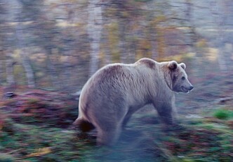 Caught in the mesh: Scandinavian bears in the road network