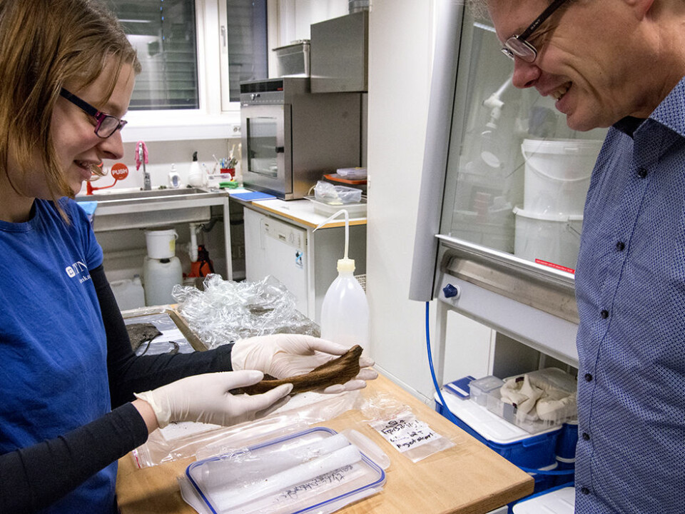 Ellen L.Wijgård Randerz (left) and Ulf Fransson, from the NTNU University Museum, look at a toy boat that archaeologists found in an abandoned well in Ørland. Randerz is the museum’s conservator, and Fransson was one of the field directors for the Ørland dig. (Photo: Åge Hojem, NTNU University Museum)