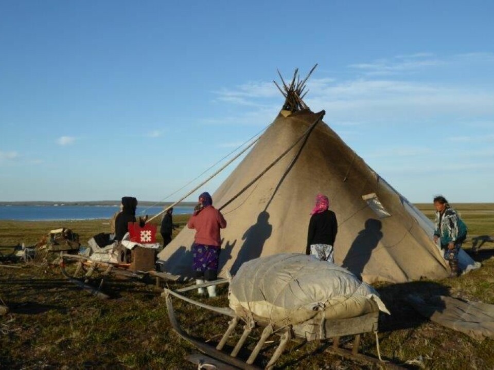 The Nenets’ traditional dwelling tent is called “chum” in Russian, a word derived from the Udmurt language. The Nenets word for the structure is “mya”. Today the whole family builds the mya, but previously only women and children built it. (Photo: Zoia Vylka Ravna)