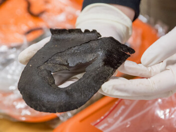 This worn-out sole tells archaeologists that the owner was willing to pay to repair his shoes, since the front of the sole is clearly cut off. The size of the heel suggests the owner was probably male and had fairly large feet. (Photo: Åge Hojem, NTNU University Museum) This worn-out sole tells archaeologists that the owner was willing to pay to repair his shoes, since the front of the sole is clearly cut off. The size of the heel suggests the owner was probably male and had fairly large feet. (Photo: Åge Hojem, NTNU University Museum)