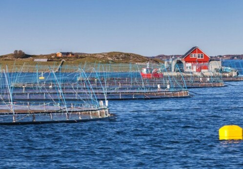 How to make the fish farming industry more climate friendly