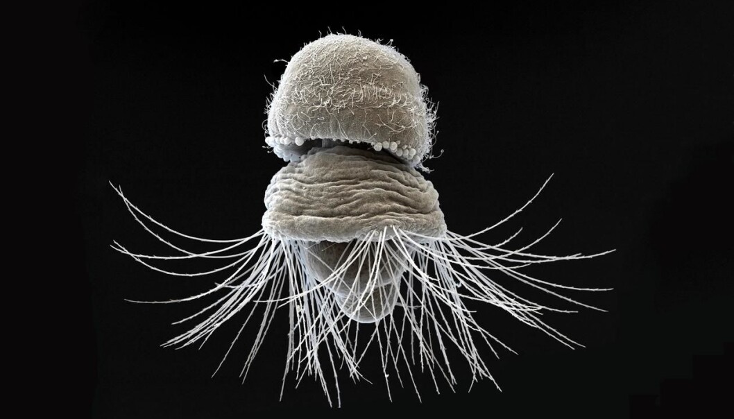 Scientists from SARS at The University of Bergen have discovered the first molecular evidence that the hard tissues of segmented worms, molluscs and brachiopods share a common origin. Pictured is a larva of Terebratalia transversa, under a Scanning Electron Microscope. Photo: SARS Centre, University of Bergen Scientists from SARS at The University of Bergen have discovered the first molecular evidence that the hard tissues of segmented worms, molluscs and brachiopods share a common origin. Pictured is a larva of Terebratalia transversa, under a Scanning Electron Microscope. Photo: SARS Centre, University of Bergen