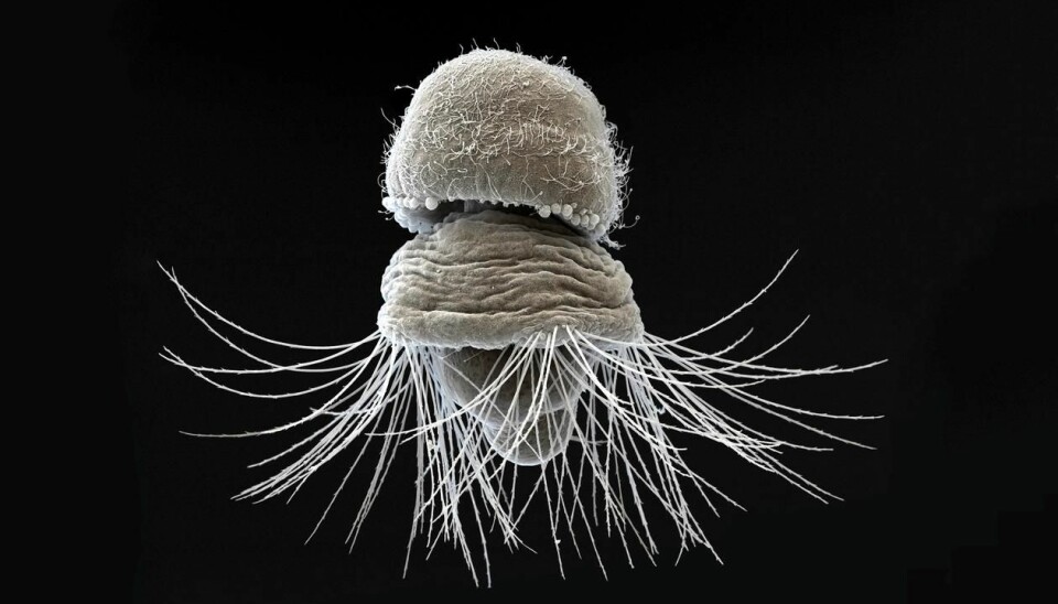Scientists from SARS at The University of Bergen have discovered the first molecular evidence that the hard tissues of segmented worms, molluscs and brachiopods share a common origin. Pictured is a larva of Terebratalia transversa, under a Scanning Electron Microscope. Photo: SARS Centre, University of Bergen