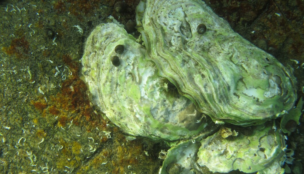 The Pacific oyster is picky about temperature in most of its life stages. (Photo: Eli Rinde, NIVA) The Pacific oyster is picky about temperature in most of its life stages. (Photo: Eli Rinde, NIVA)