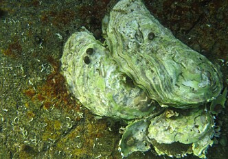 DNA analyses reveal secrets about the Pacific oyster