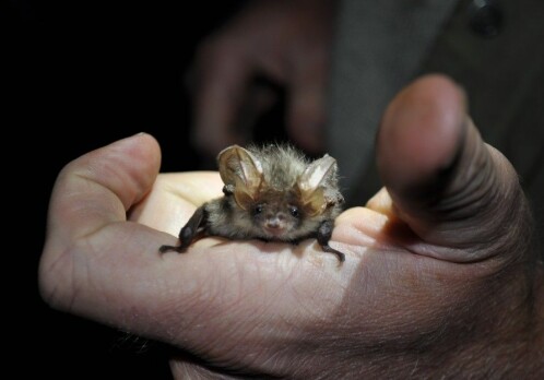 Technology revealing the secret life of bats
