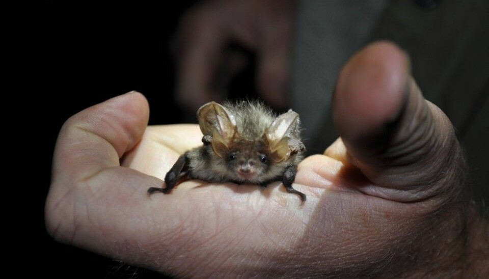Researchers know surprisingly little about bats. Where do bats hunt? Where do they spend the winter? Where do they go to look for a mate? A new project aims to fill some of the many knowledge gaps about Norway's bats. (Photo: Katrine Eldegard)
