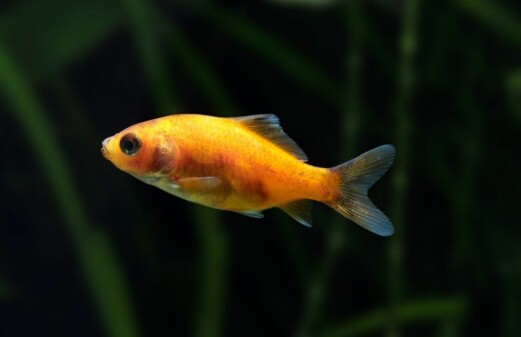 Goldfish produce alcohol to survive the winter