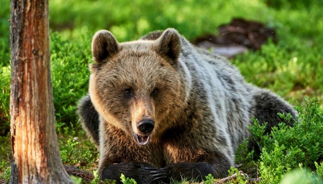 (Photo: ArCaLu / Shutterstock / NTB scanpix) (Photo: ArCaLu / Shutterstock / NTB scanpix)
