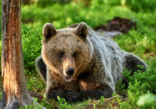 Bears skip breakfast to avoid hunters