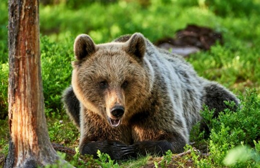 Bears skip breakfast to avoid hunters