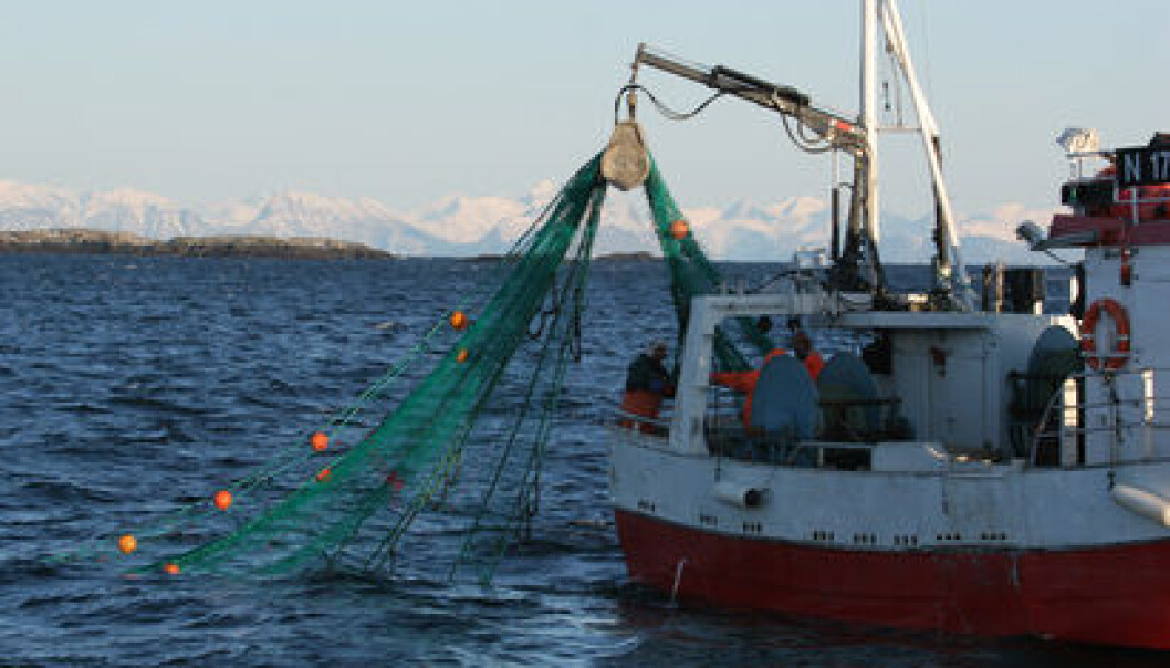 Fishing for cod is the coastal fleet’s top priority. (Photo: Frank Gregersen/Nofima) Fishing for cod is the coastal fleet’s top priority. (Photo: Frank Gregersen/Nofima)