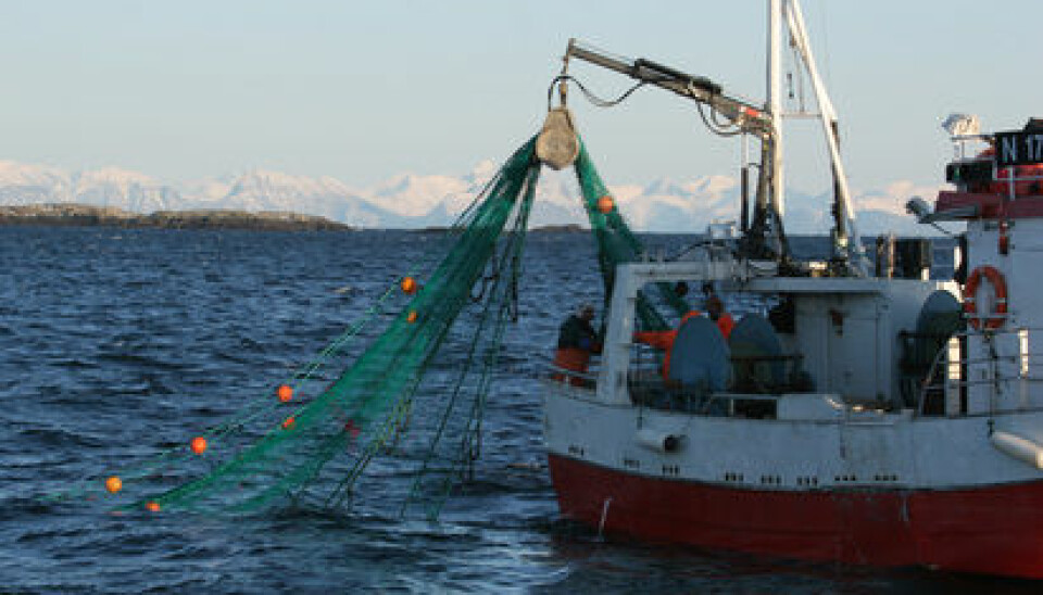 Fishing for cod is the coastal fleet’s top priority. (Photo: Frank Gregersen/Nofima)