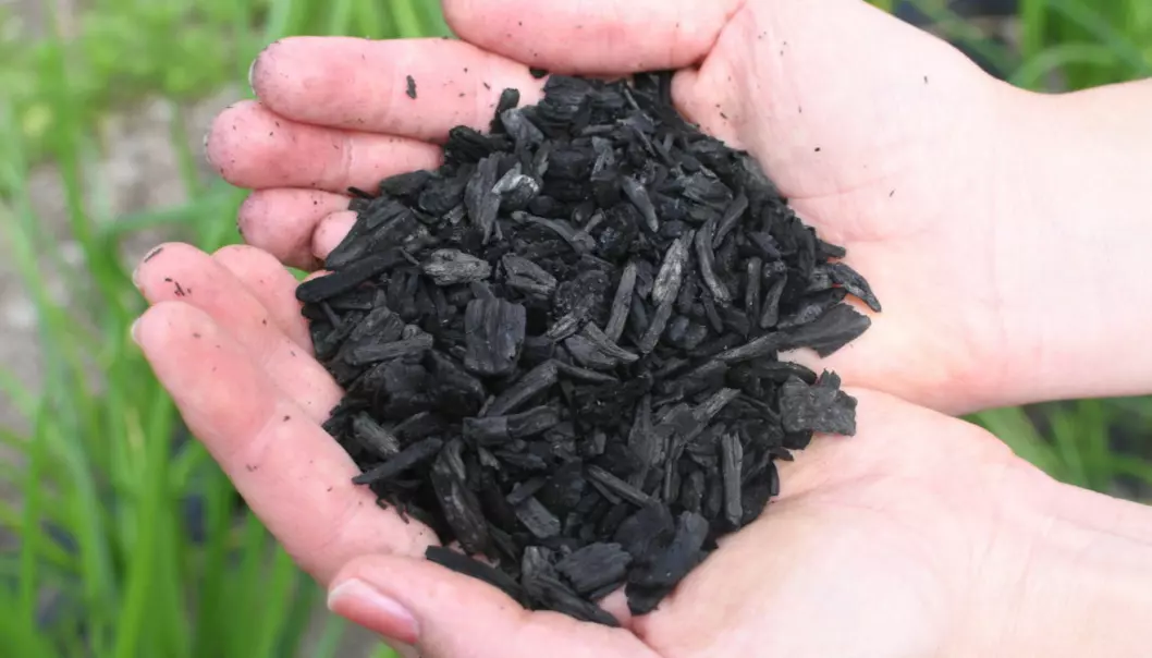 Biochar can help us address many environmental challenges. This form of CO2 capture and storage reduces the need for fertilisers and may lead to better crop yields. It can also remove heavy metals from the soil. (Photo: Lisbet Jære)