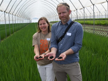 Sintef researchers Maria Kollberg Thomassen and Markus Steen at the Skjærgaarden nursery. (Photo: Lisbet Jære) Sintef researchers Maria Kollberg Thomassen and Markus Steen at the Skjærgaarden nursery. (Photo: Lisbet Jære)