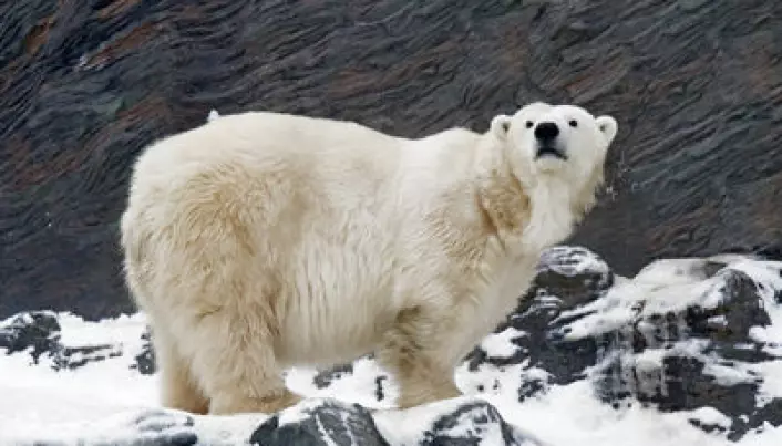 Isbjørn-genomet viser hvordan de raskt tilpasset seg fet mat