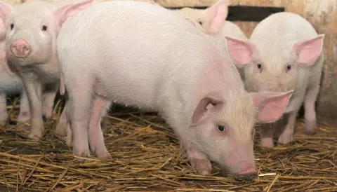 Can farm animals stomach new types of feed?