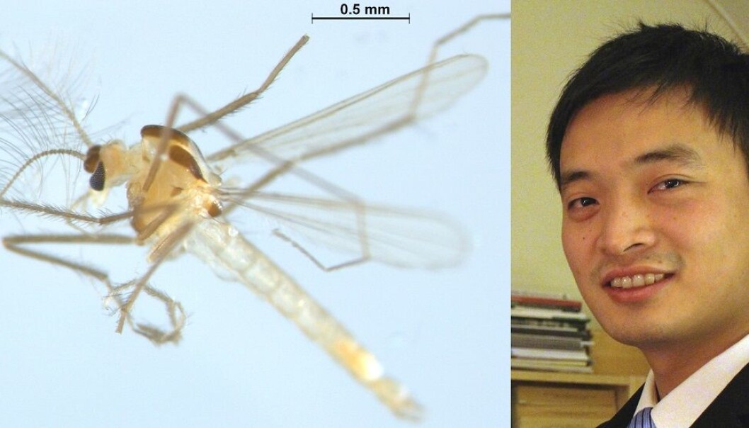 Tanytarsus adustus is a new species of chironomid, or non-biting midge, discovered in Norway by Xiaolong Lin. (Photo: Xiaolong Lin, NTNU University Museum) Tanytarsus adustus is a new species of chironomid, or non-biting midge, discovered in Norway by Xiaolong Lin. (Photo: Xiaolong Lin, NTNU University Museum)