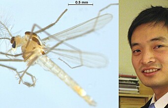 Fly hunter has discovered 30 new species