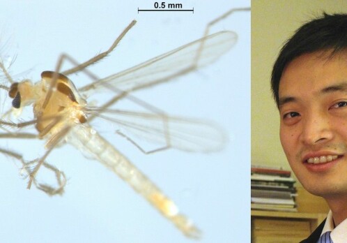 Fly hunter has discovered 30 new species