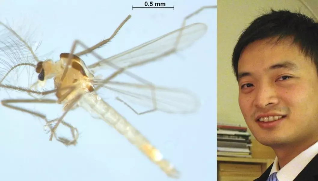 Tanytarsus adustus is a new species of chironomid, or non-biting midge, discovered in Norway by Xiaolong Lin. (Photo: Xiaolong Lin, NTNU University Museum)