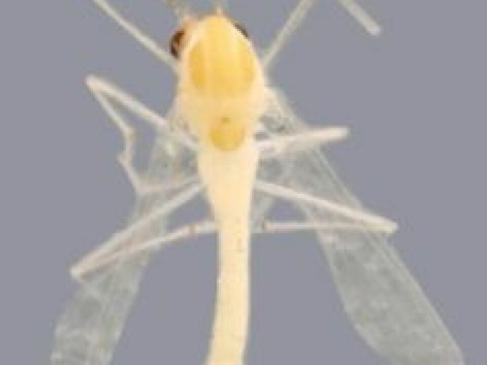 Tanytarsus heberti was named after Paul Hebert, the inventor of DNA barcoding. (Photo: Chironomid Working Group)