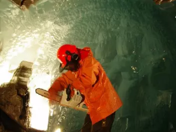 Miriam Jackson takes ice samples with a chainsaw under the glacier. (Photo: Halfdan Benjaminsen / NVE)