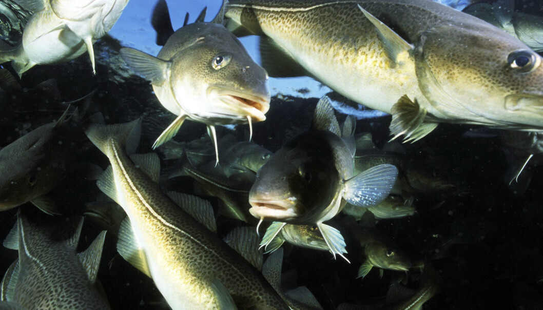 When young cod are exposed to large amounts of light, they will develop thinner but more numerous muscle fibres – which increases their growth potential. (Photo: Seafood.no) When young cod are exposed to large amounts of light, they will develop thinner but more numerous muscle fibres – which increases their growth potential. (Photo: Seafood.no)