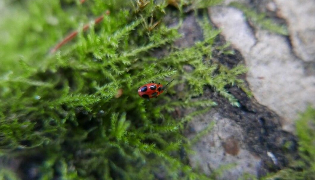 Researchers have discovered how fungi can move from one dead log to the next. (Photo: Rannveig Jacobsen / NMBU) Researchers have discovered how fungi can move from one dead log to the next. (Photo: Rannveig Jacobsen / NMBU)